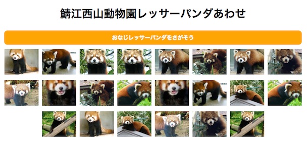 レッサーパンダについての好奇心 - レッサーパンダはアイルリ科の唯一の種です