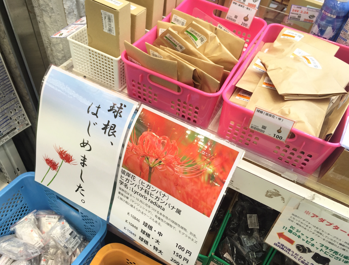 ブラジルの動植物 - ブラジルの植物